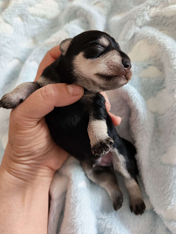 Щенки цвеогшнауцера