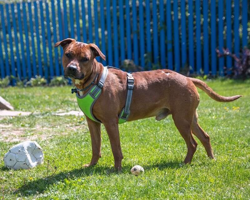 Собаки в Москве: Молодой добрый питбуль Скай в добрые руки Мальчик, 1 руб. - фото 3