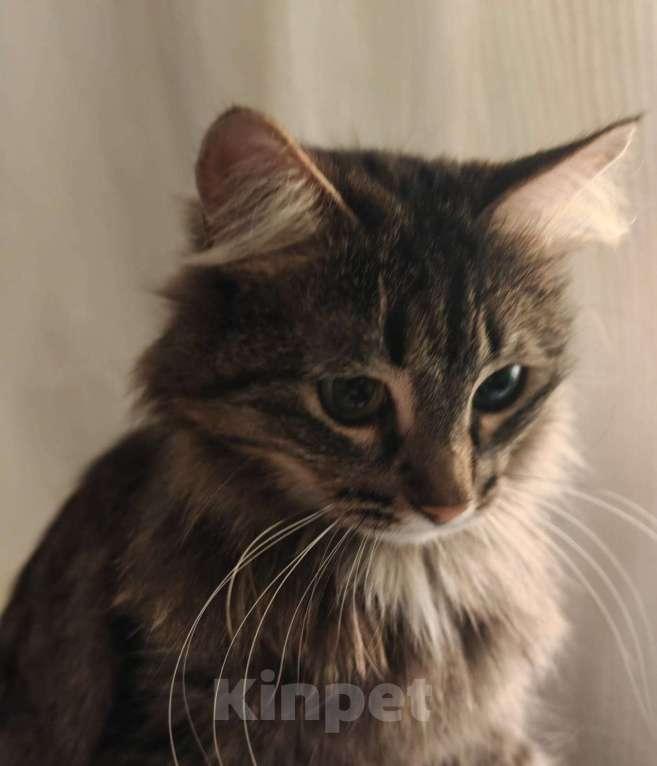 Кошки в Москве: Ванесса ищет маму! Девочка, Бесплатно - фото 5