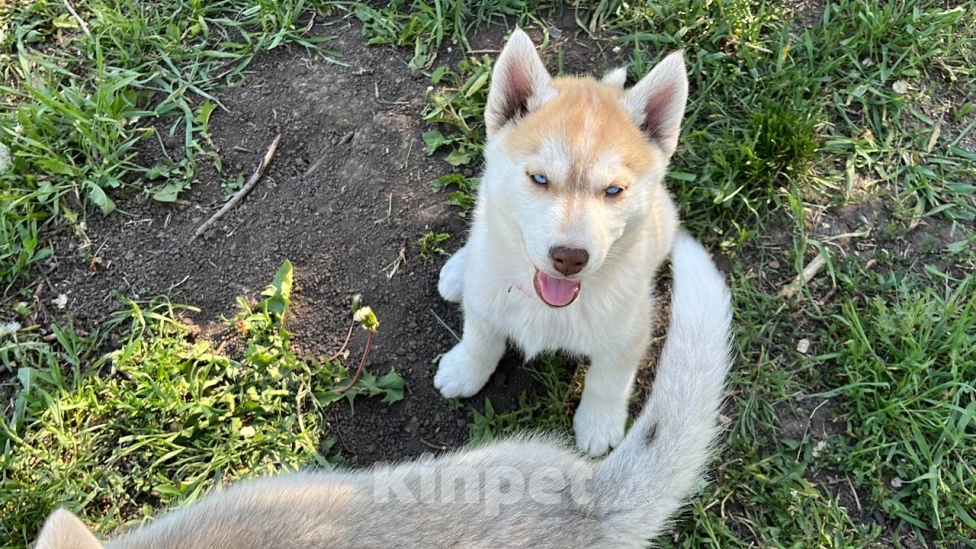 Собаки в других городах Ростовской области: Хаски отличные щенки  Мальчик, 25 000 руб. - фото 6
