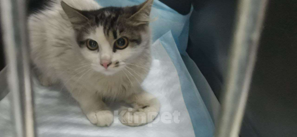 Кошки в Москве: Кася. Кассандра. Кассиопея! Девочка, Бесплатно - фото 4