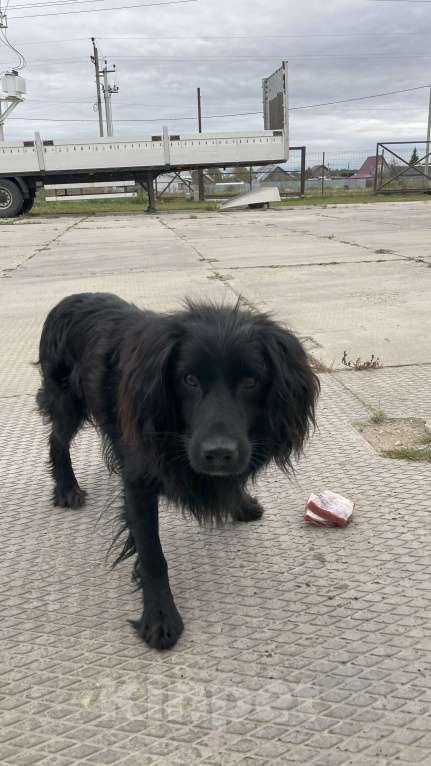 Собаки в других городах Владимирской области: Вуди в добрые ручки Мальчик, Бесплатно - фото 3