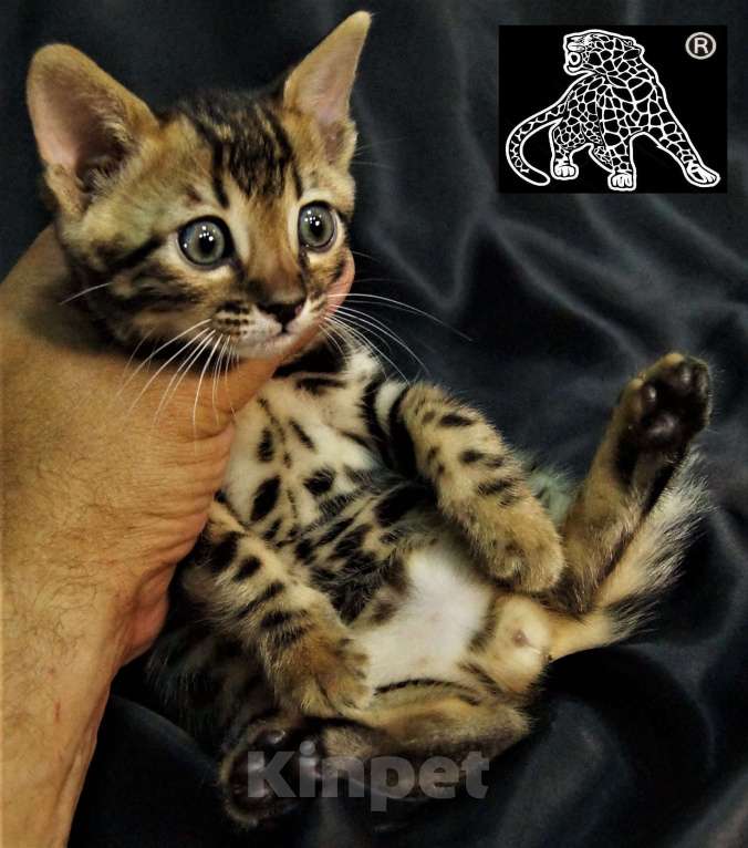 Кошки в Петропавловске-Камчатском: Бенгальский котик. ШОУ. Профессиональный питомник. Мальчик, Бесплатно - фото 7