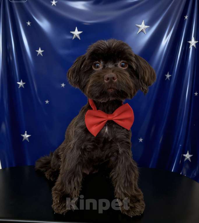 Собаки в Москве: Коричневый йорк девочка горький шоколад стандарт взрослая Девочка, 45 000 руб. - фото 7