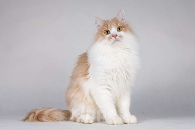 Кошки в Москве: Пирожок - котик, который улыбается. Мальчик, Бесплатно - фото 6