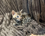 Кошки в Новосибирске: Бенгальский котенок Девочка, Бесплатно - фото 3