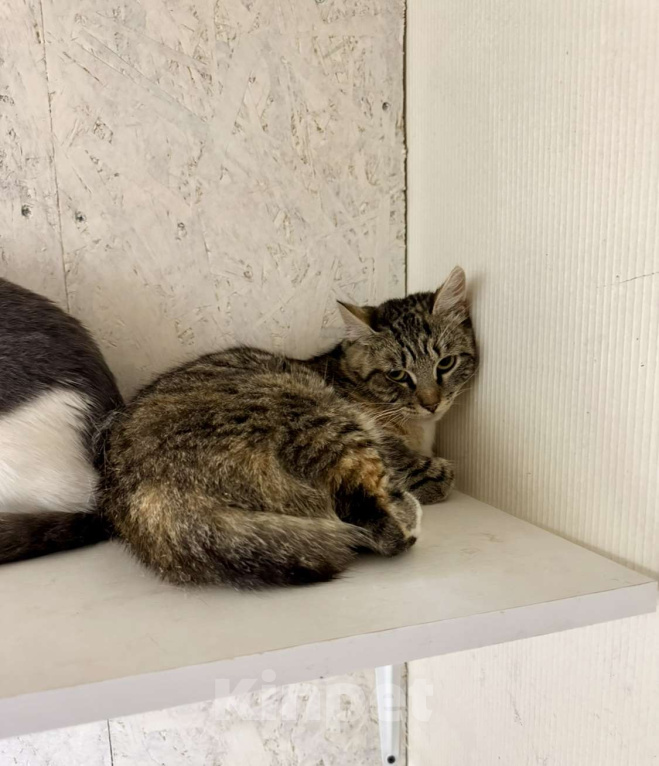 Кошки в других городах Московской области: Трехцветная кошка Шанель срочно ищет дом! Девочка, Бесплатно - фото 3