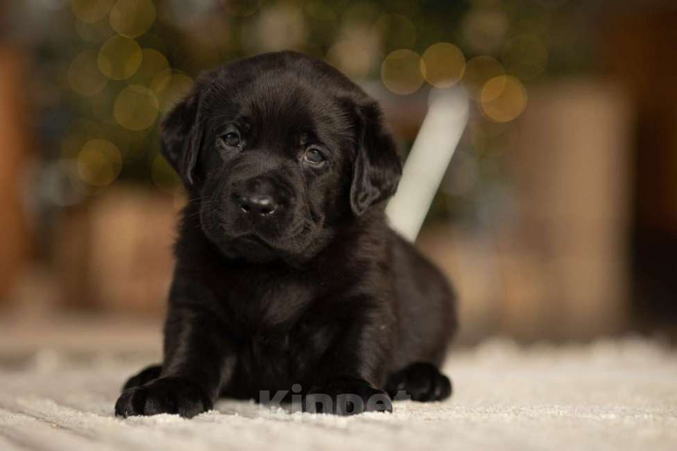 Собаки в Санкт-Петербурге: IRISLAV COPYRIGHT Мальчик, 140 000 руб. - фото 5