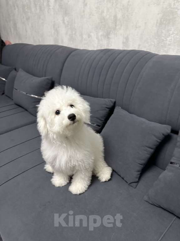 Собаки в Евпатории: Снежки Бишоны Девочка, 38 000 руб. - фото 1