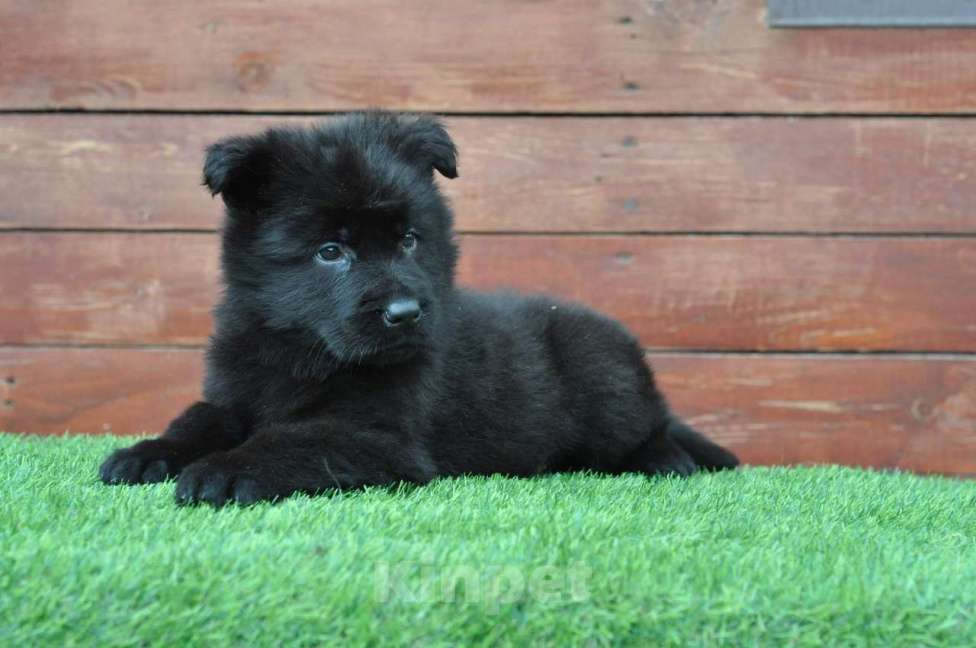 Собаки в Воронеже: Немецкая овчарка редкого зонарного окраса Мальчик, 70 000 руб. - фото 4