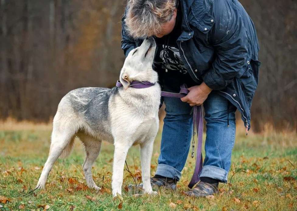 Собаки в Москве: Лана, 2 года, в добрые руки Девочка, Бесплатно - фото 3