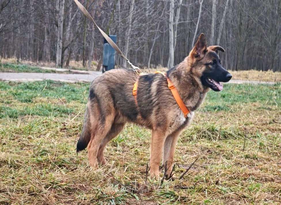 Собаки в Москве: Щенок Лео ищет дом Мальчик, Бесплатно - фото 4