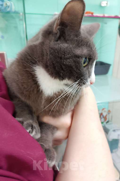 Кошки в Лобне: Мышка в поисках дома Девочка, Бесплатно - фото 3