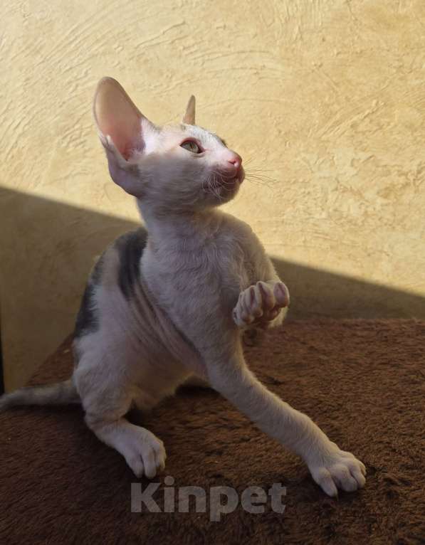 Кошки в Москве: Котенок Корниш Рекс Мальчик, 35 000 руб. - фото 4