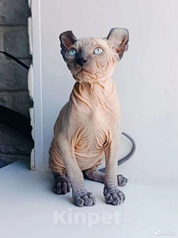 Кошки в Нефтекамске: канадский сфинкс эльф Мальчик, 45 000 руб. - фото 2