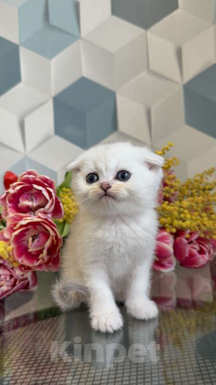 Кошки в Москве: Шотландские котята Мальчик, Бесплатно - фото 3