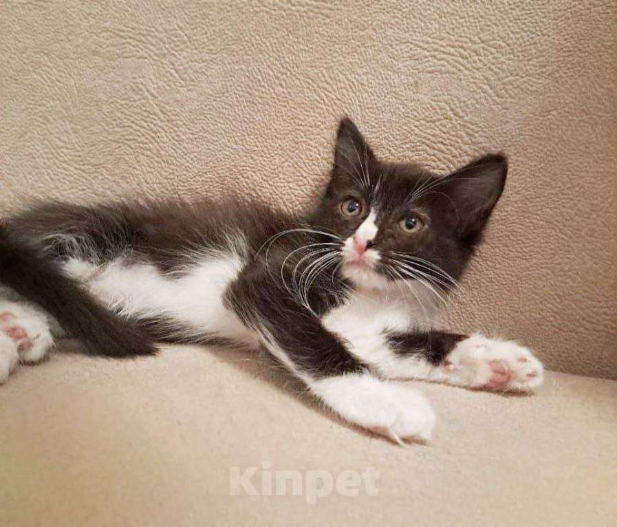 Кошки в Москве: Ласковое чудо Мальчик, Бесплатно - фото 3