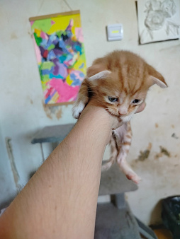 Шотландские котята