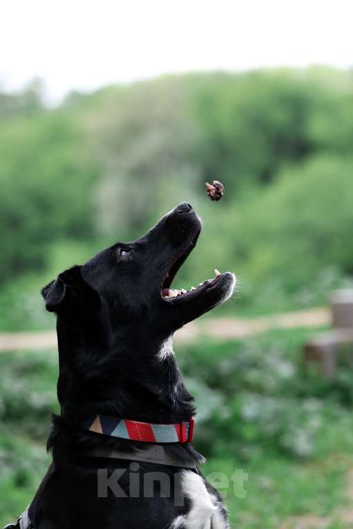 Собаки в Москве: Прекрасная Руби живет в приюте и ищет дом! Девочка, Бесплатно - фото 7