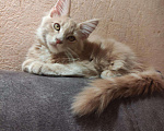 Кошки в Ленинске: Мейн Кун котята, 15 000 руб. - фото 3