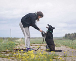 Собаки в Клине: Уникальная Шерри Девочка, Бесплатно - фото 6