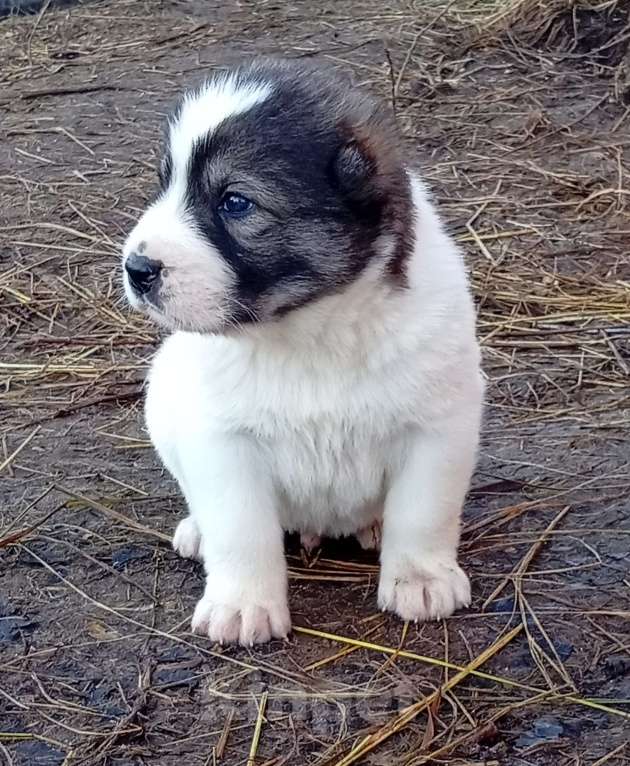 Собаки в Печоре: Щенок САО Мальчик, 35 000 руб. - фото 2