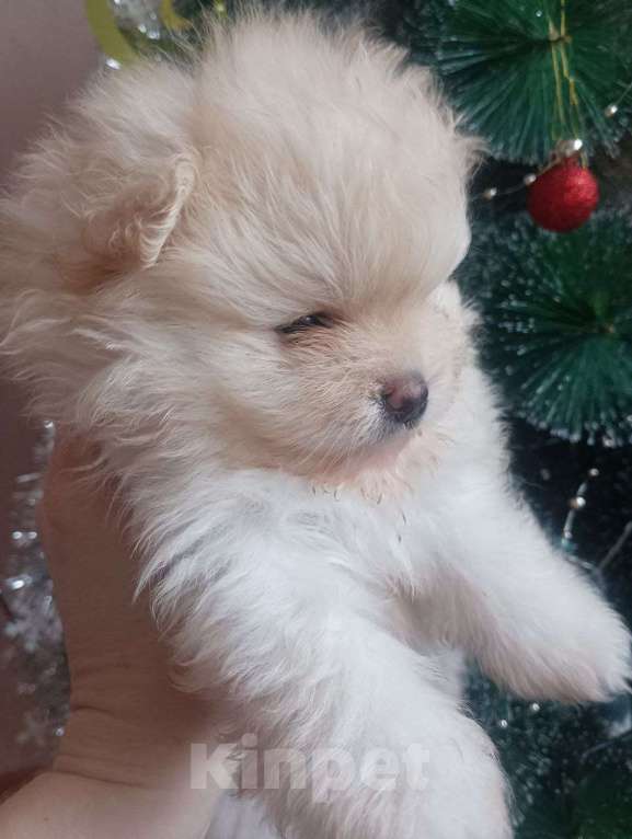 Собаки в Липецке: Померанский шпиц Мальчик, 20 000 руб. - фото 2