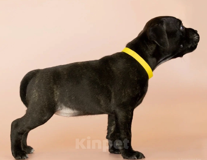 Собаки в Санкт-Петербурге: Щенки Стаффордширского бультерьера ( Англ.) Девочка, Бесплатно - фото 8