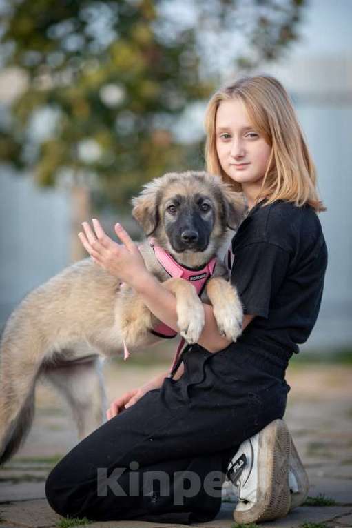 Собаки в Москве: Щенки метисы овчарки в добрые руки Девочка, 1 руб. - фото 5