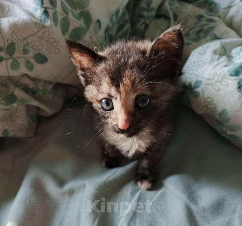 Кошки в Стерлитамаке: Котята в добрые руки Девочка, Бесплатно - фото 1