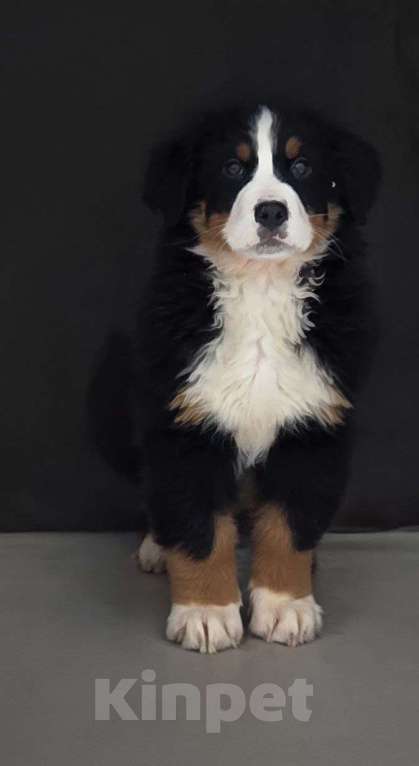 Собаки в Екатеринбурге: Бернский зенненхунд Мальчик, 60 000 руб. - фото 1