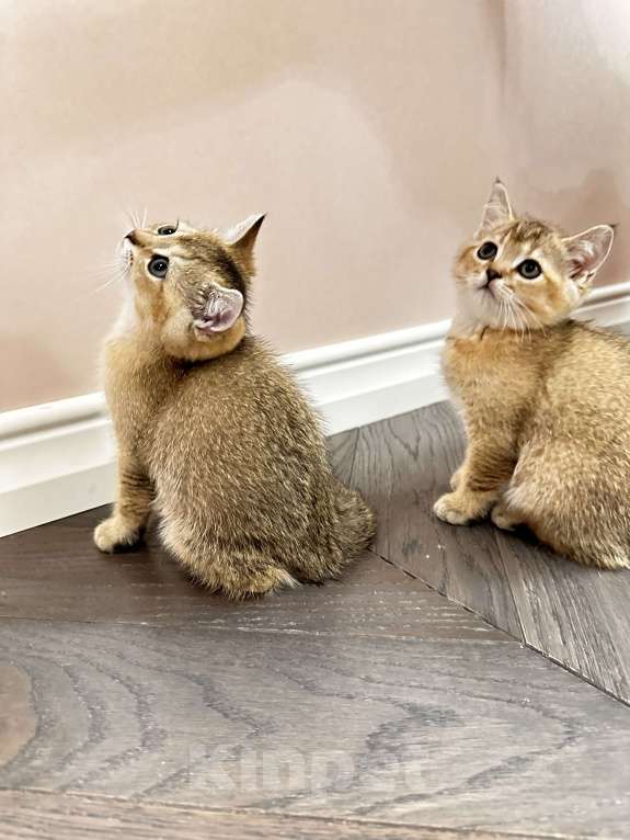 Кошки в Краснодаре: Шотландская золотая шиншилла  Девочка, 15 000 руб. - фото 5