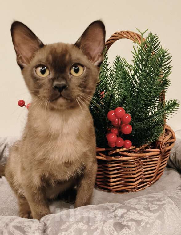 Кошки в Краснодаре: Сэм Мальчик, 70 000 руб. - фото 2