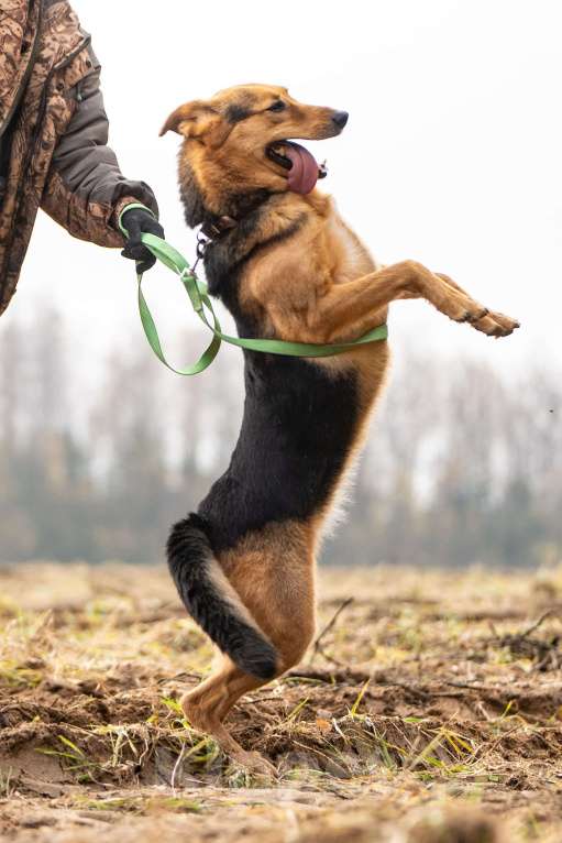 Собаки в Клине: Эрика - замечательная собачка Девочка, Бесплатно - фото 5