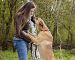 Собаки в Солнечногорске: Арамис - собака друг и компаньон Мальчик, Бесплатно - фото 4