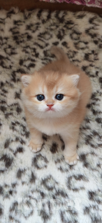 Кошки в Казани: Кошечка Девочка, 45 000 руб. - фото 1