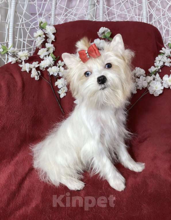 Собаки в Москве: Белый йорк с голубыми глазами девочка подрощенная Девочка, 130 000 руб. - фото 3