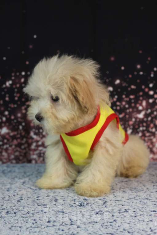 Собаки в Краснодаре: Мини красавчик Мальчик, 30 000 руб. - фото 4