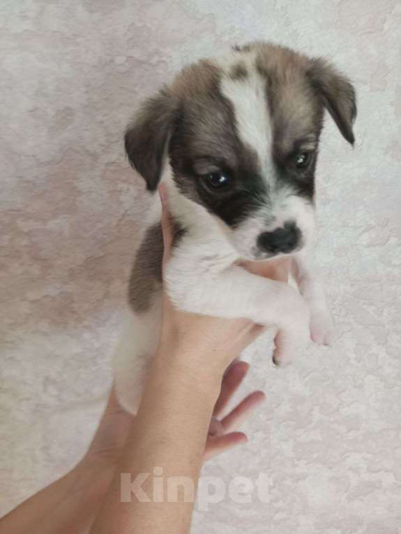 Собаки в Астрахани: 3 девочки ищут любящие семьи Девочка, Бесплатно - фото 6