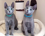 Кошки в Тюмени: Котята породы Русская голубая Мальчик, Бесплатно - фото 1