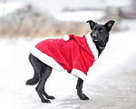 Собаки в Москве: Черная собачка небольшая Амели в добрые руки Девочка, 1 руб. - фото 5