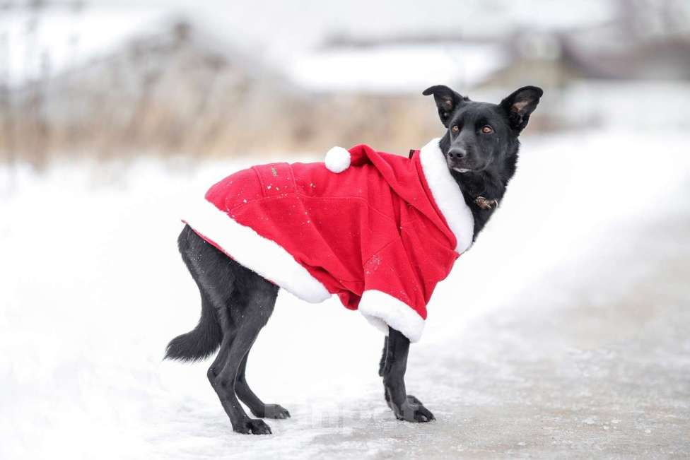 Собаки в Москве: Черная собачка небольшая Амели в добрые руки Девочка, 1 руб. - фото 5