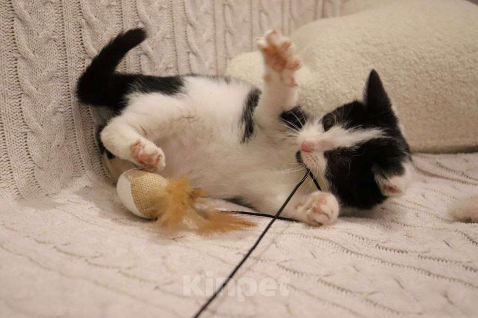 Собаки в Москве: Котенок с ладошку. Ласковый Лука Мальчик, Бесплатно - фото 2