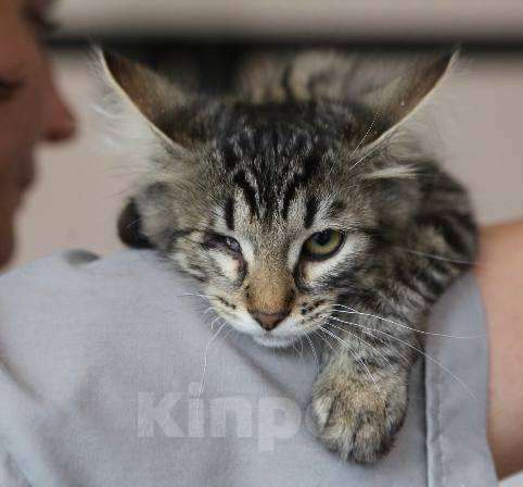 Кошки в Москве: Милая Стеша ждет вас Девочка, Бесплатно - фото 3