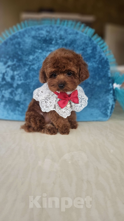 Собаки в Москве: Ти-кап пудель Мальчик, 200 000 руб. - фото 1