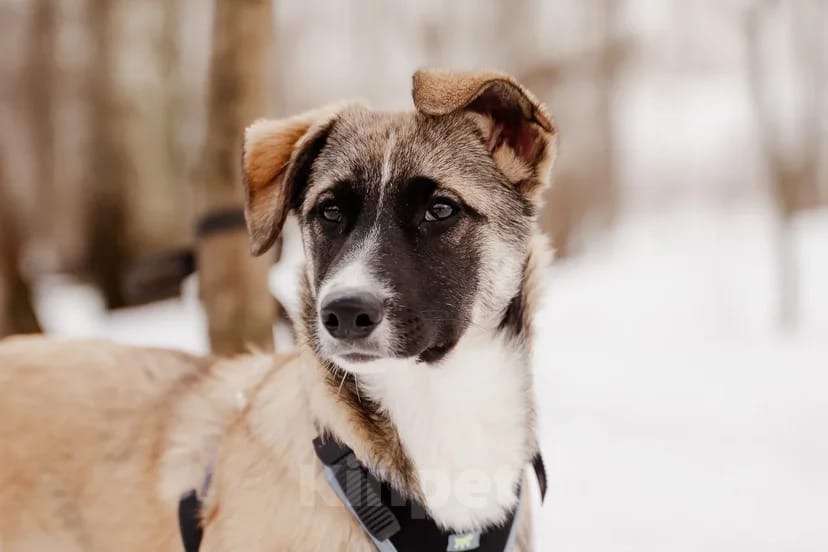 Собаки в Москве: Эйприл Девочка, Бесплатно - фото 3