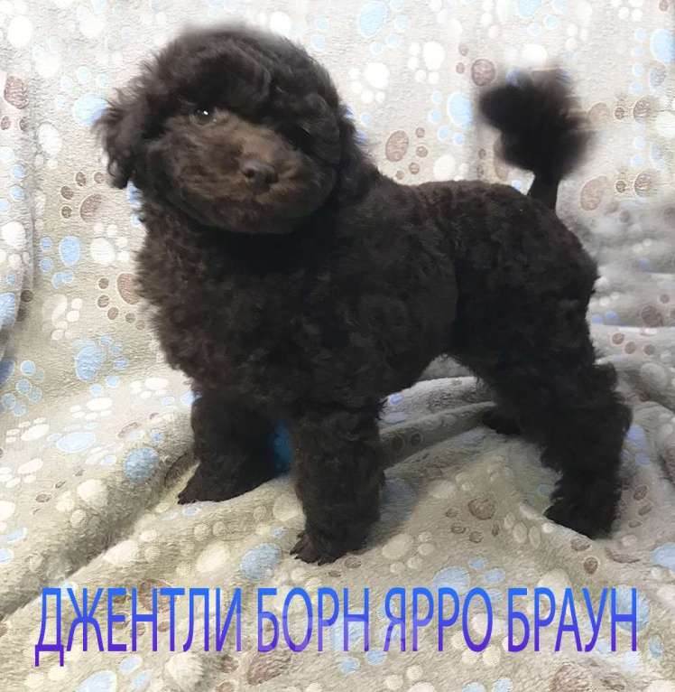 Собаки в Долгопрудном: Пуделя щенок миниатюрный коричневый мальчик Ярро Браун Мальчик, 100 000 руб. - фото 1