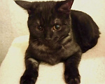 Кошки в Санкт-Петербурге: Кошечка подросток  окрас «темный дым» Девочка, Бесплатно - фото 6