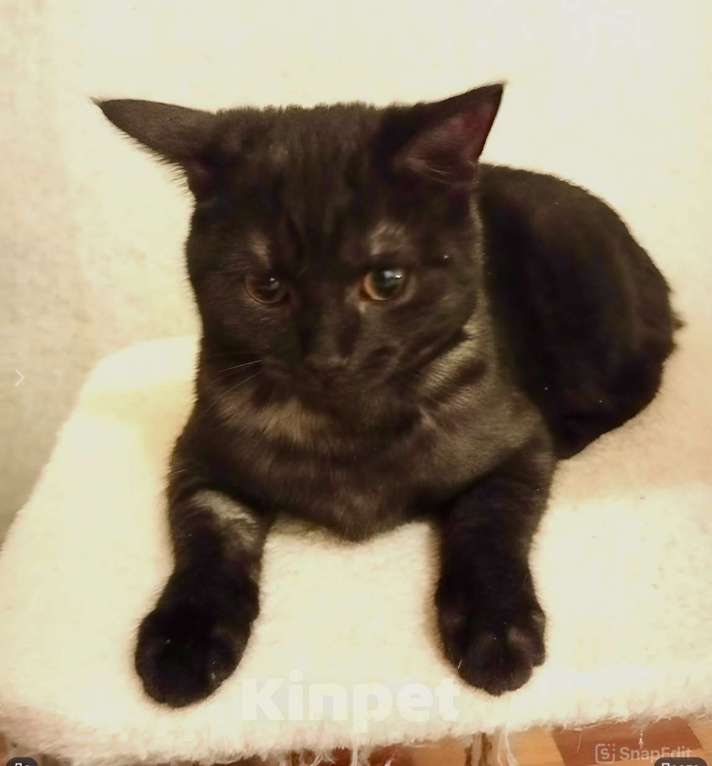 Кошки в Санкт-Петербурге: Кошечка подросток  окрас «темный дым» Девочка, Бесплатно - фото 6