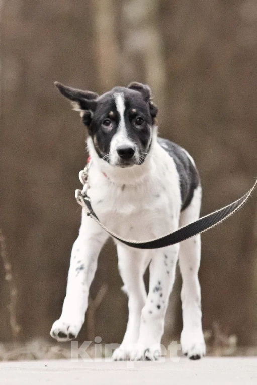 Собаки в Москве: Спайк якутенок Мальчик, Бесплатно - фото 5